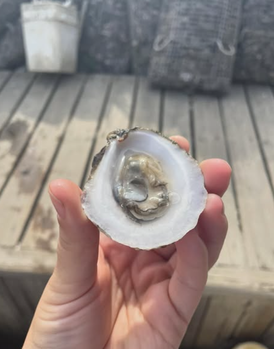 gallery image 5 for Oyster, Caviar, & Wine Tasting & Workshop